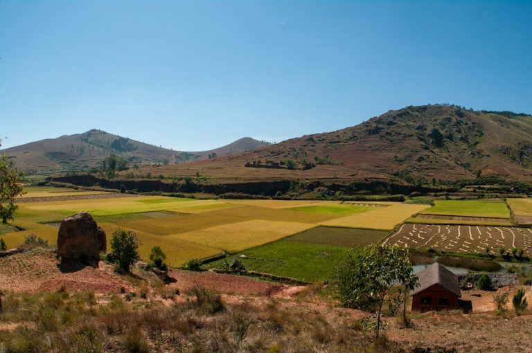 Le ravitoto, un plat malgache à ne pas manquer